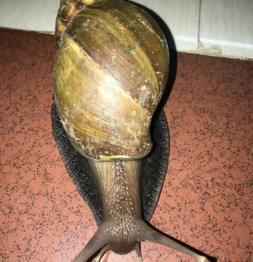 天然绿色褐云玛瑙黑蜗牛肉