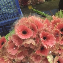扶郎花