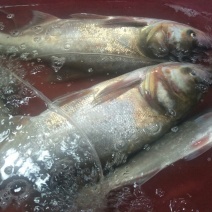 河鲤鱼食用1~2公斤