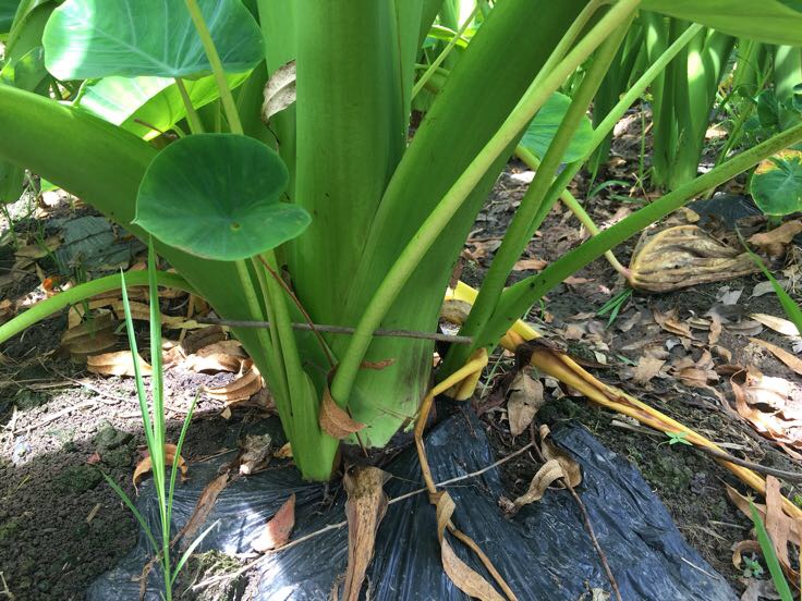 香芋植株及地下块茎特写,展示其生长状态 香芋的植物形态