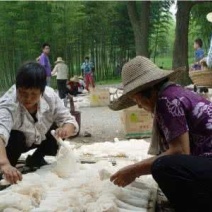 干竹荪特级