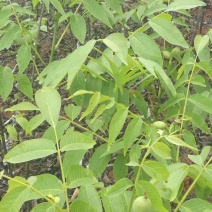 香玲核桃苗一年苗50~100cm