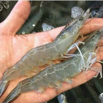 近缘新对虾食用活虾