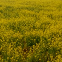 油菜籽1