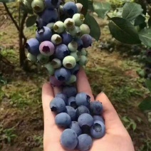 蓝丰蓝莓鲜果6~8mm以上