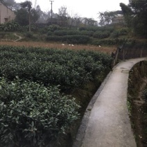 川茶
