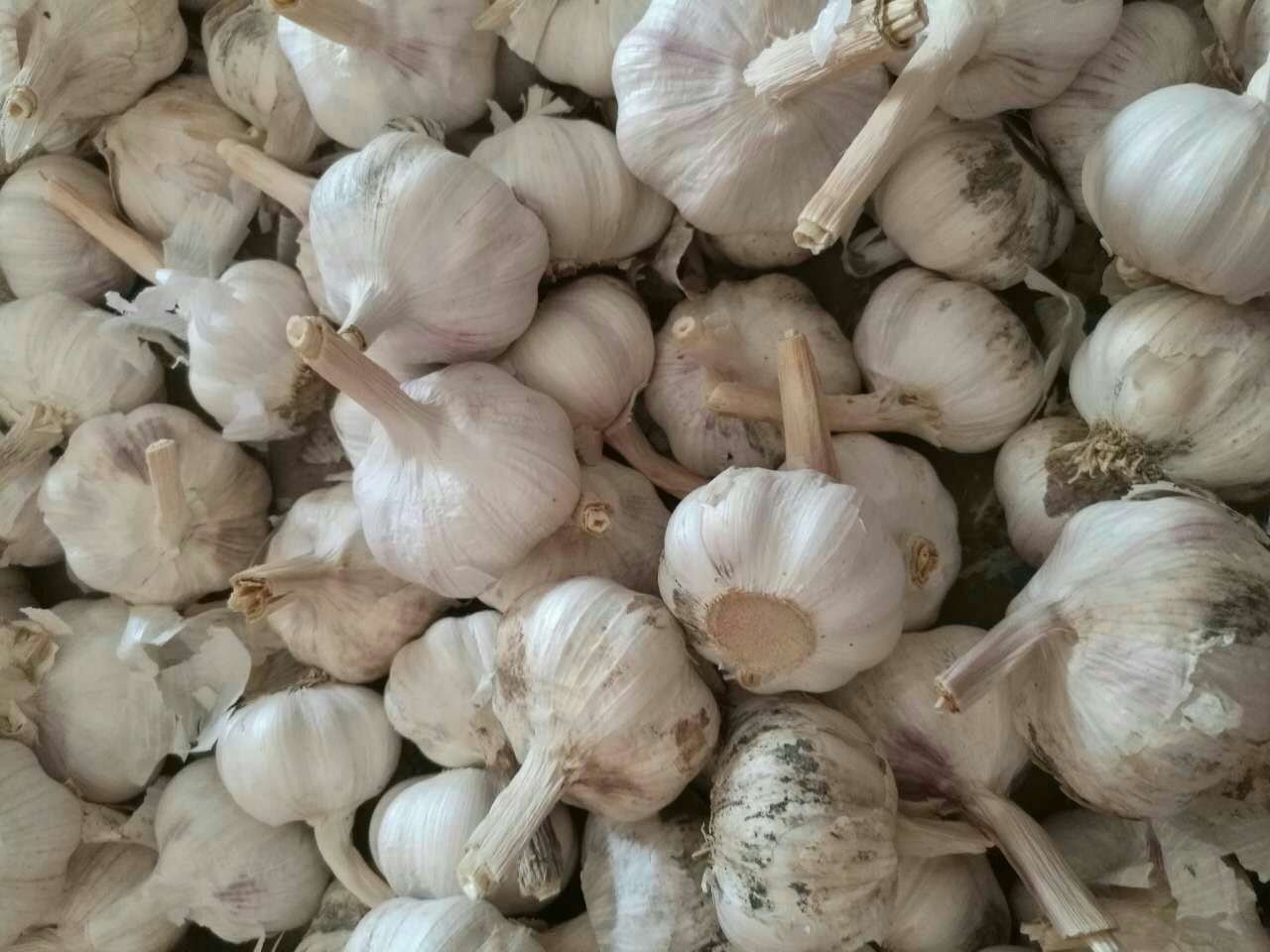 对比构图:左半区为完成菜品——土豆丝与蒜苗白茎青叶层次分明,色泽清亮;右半区为原始食材:黄心土豆表皮干净,整株蒜苗根须湿润带土,紫皮大蒜饱满,山茶油瓶标有有机认证标识;背景为木质料理台,体现天然本真 成品摆盘与食材原料对照图:左侧为炒好装盘的土豆蒜苗,右侧并列摆放新鲜土豆、整株蒜苗、蒜瓣、山茶油瓶,标注“当季优选组合”