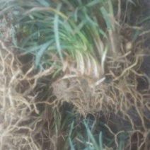 玉龙草
