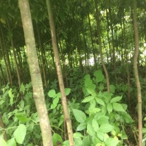 小叶桢楠