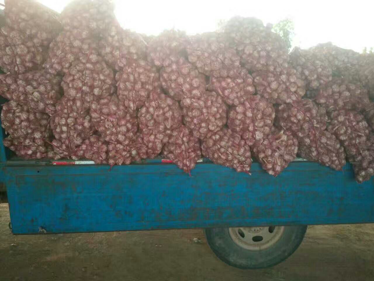 白皮蒜采收现场