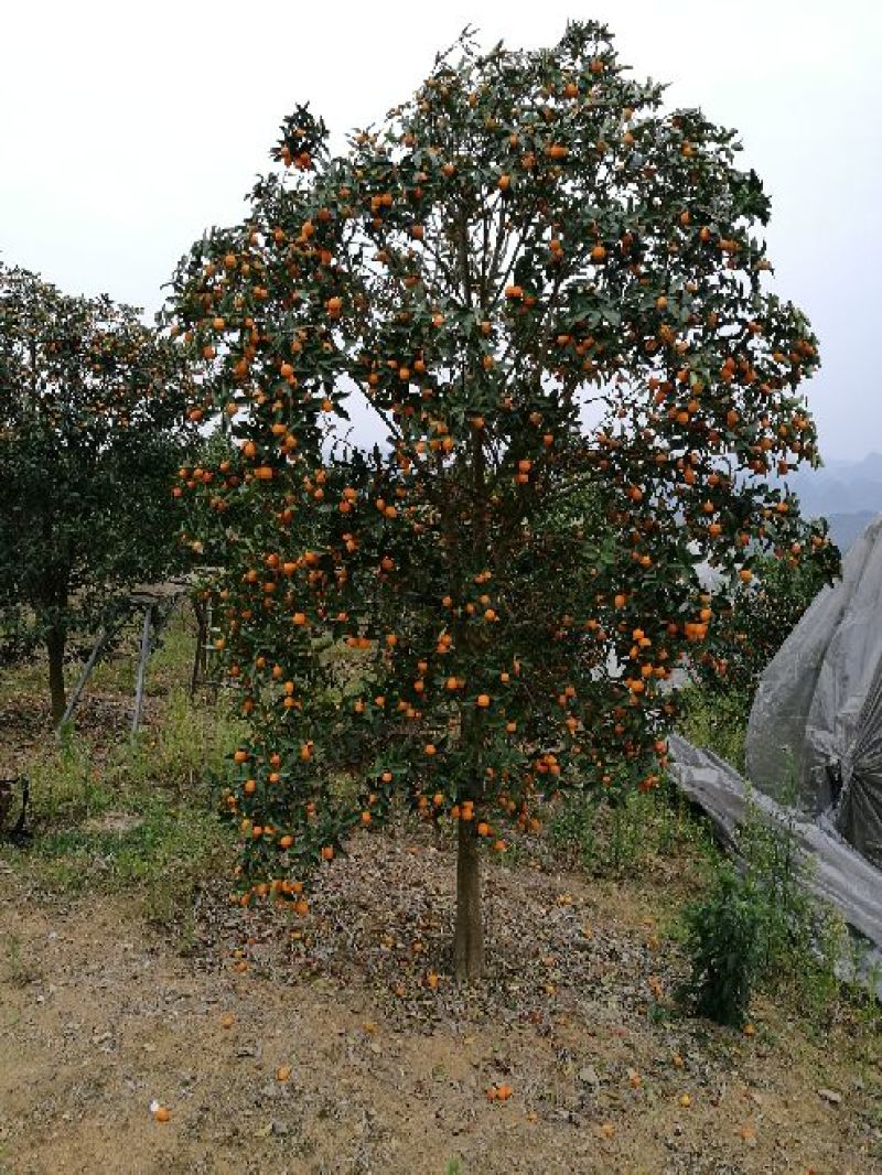 金桔树350cm以上