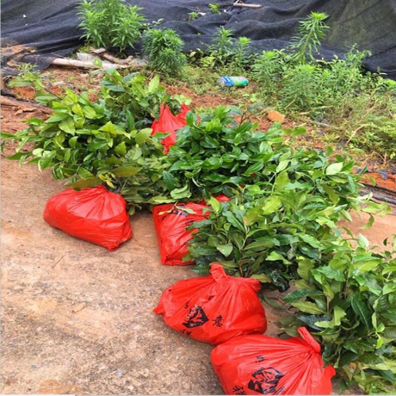 茶叶树苗英红九号红茶苗茶鸿雁十二号绿茶苗,白茶苗
