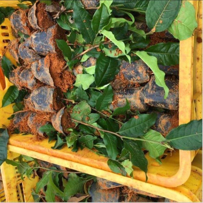 茶叶树苗英红九号红茶苗茶鸿雁十二号绿茶苗,白茶苗