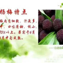 靖州杨梅1.5~2cm