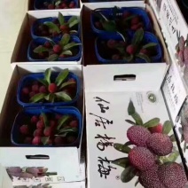 仙居杨梅3~4cm