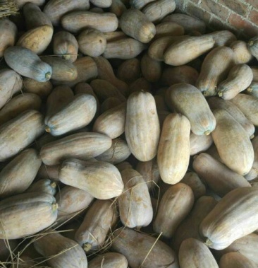 金韩蜜本南瓜45斤以上长条形