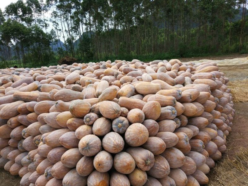 金韩蜜本南瓜45斤以上长条形