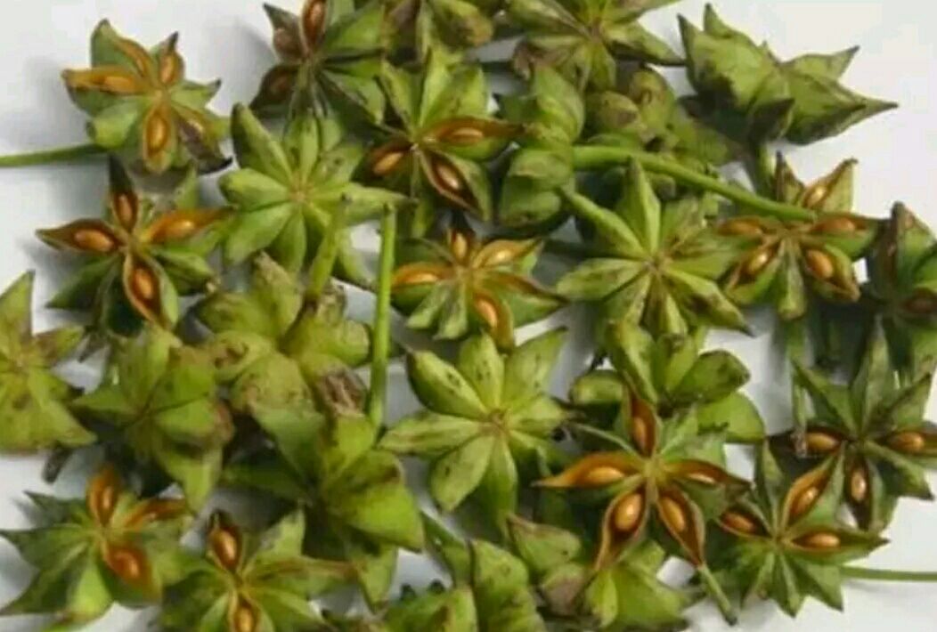 图中展示不同颜色的八角,包括正常红棕色和异常黑色的对比 八角颜色对比图