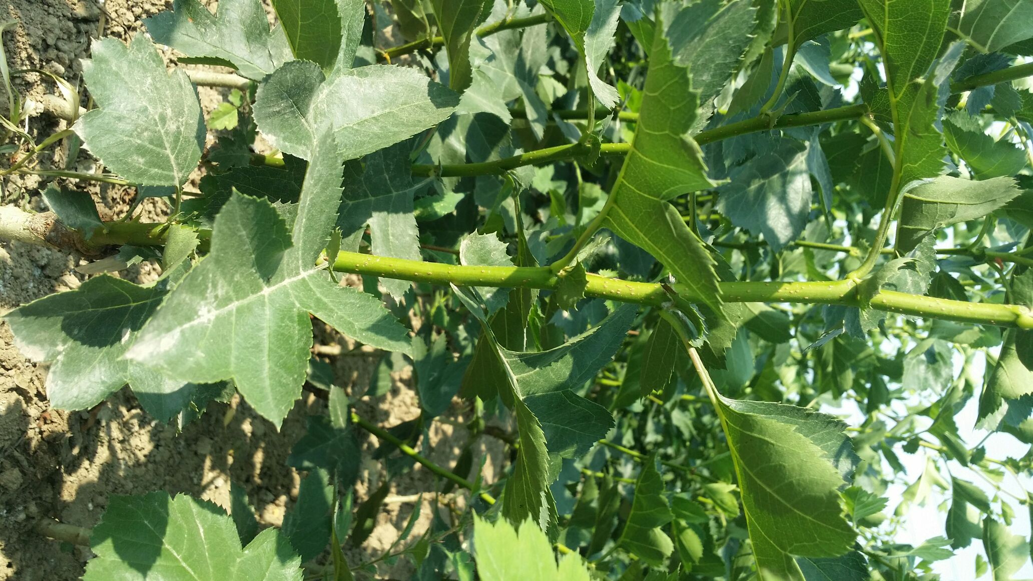 山楂树及其叶子特写