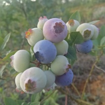蓝莓鲜果12~14mm以上