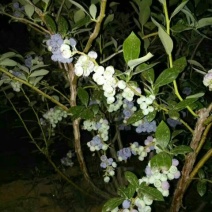 美登蓝莓鲜果4~6mm以上