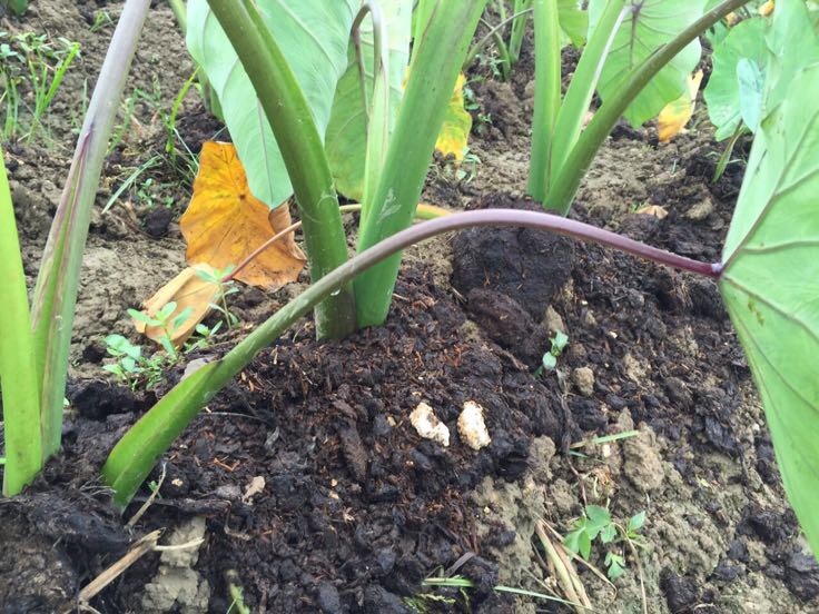 新鲜芋头植株全景图,包含地下块茎(芋头)和地上粗壮叶柄(芋头杆),叶片呈心形绿色,芋头杆表面有绒毛,整体生长在湿润土壤中 芋头与芋头杆对比图
