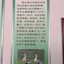 狮头鹅苗250g以下