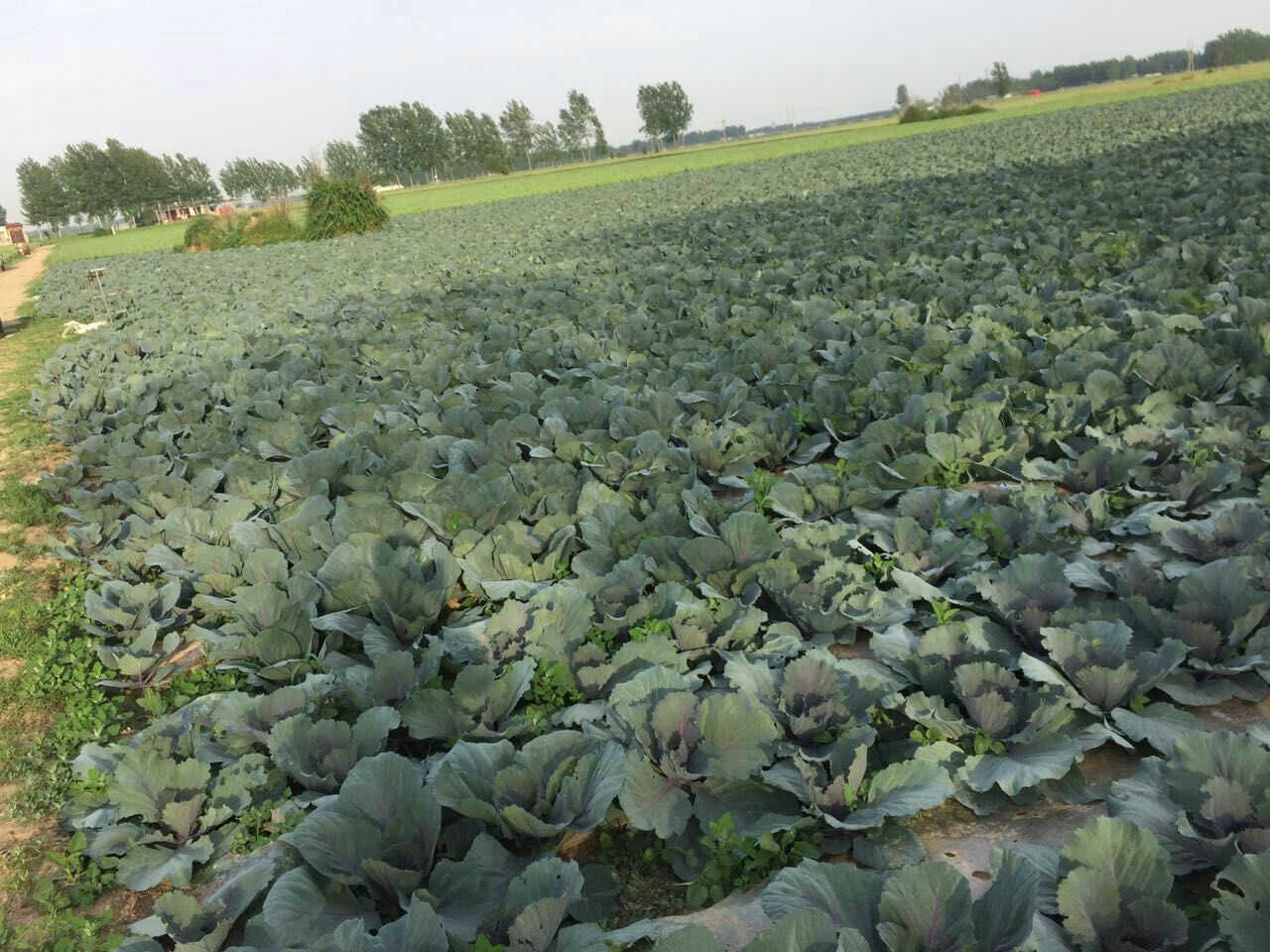 中国北方秋季紫甘蓝规模化露天种植基地实景,展现成熟期植株形态、典型土壤环境及人工采收作业状态 紫甘蓝田间丰收场景:成片深紫色球形甘蓝整齐排列在开阔农田中,叶片饱满油亮,背景可见蓝天与远处山丘,部分农户正弯腰采收,地面微覆薄土与少量落叶