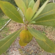 仙居杨梅4~5cm