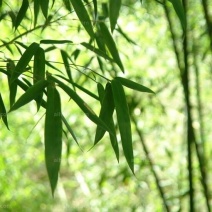 绿竹3~4m