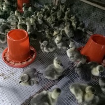 灰鹅苗250g以下