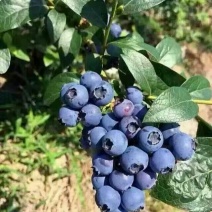 蓝莓鲜果10~12mm以上