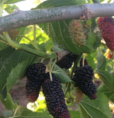 [桑葚批发]大叶桑价格2.00元/斤 - 一亩田