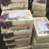 东魁杨梅5~6cm