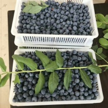 北陆蓝莓鲜果4~6mm以上