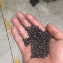 油菜籽