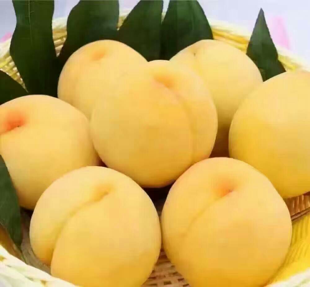 炎陵黄桃果园,果实饱满,色泽金黄 炎陵黄桃果园