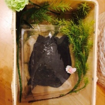 生态甲鱼