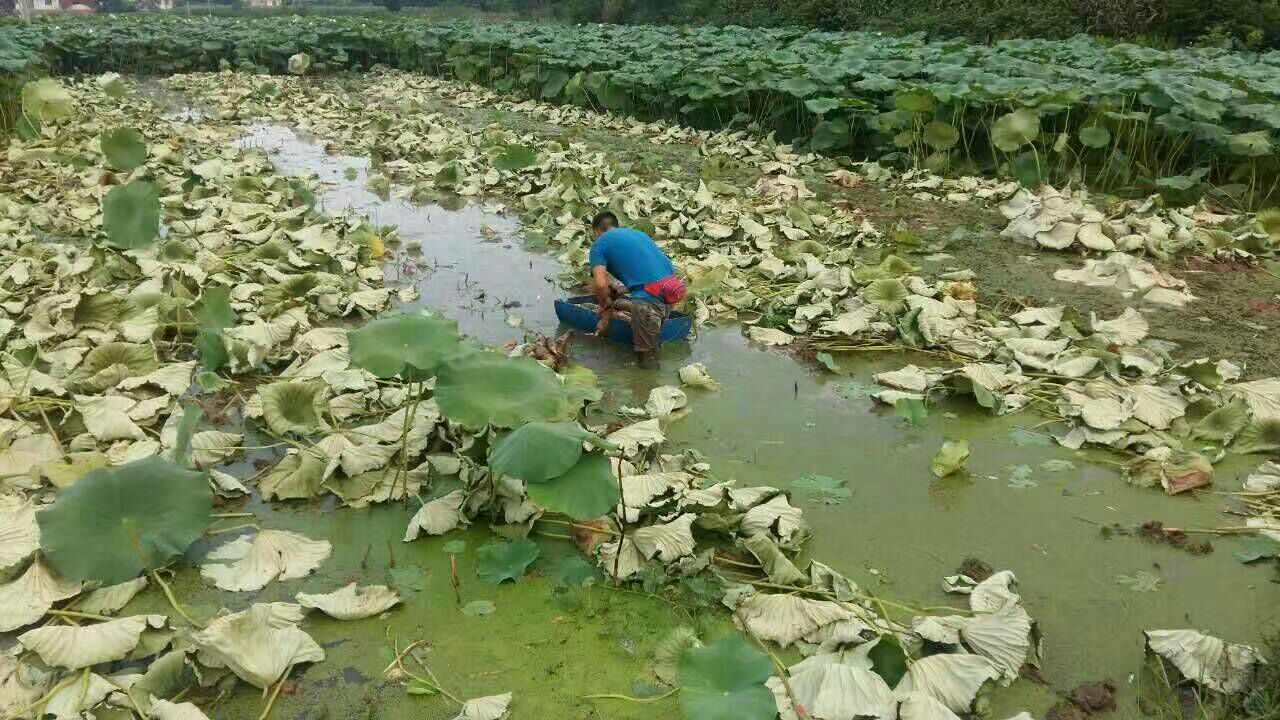 一位农民正在浅水池塘中手工采收新鲜莲藕,周围是茂密的荷叶,阳光洒在水面,映出粼粼波光,几节刚挖出的带泥莲藕堆放在小船上,展现原生态的农作场景 莲藕采收场景