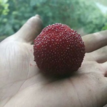 仙居杨梅5~6cm
