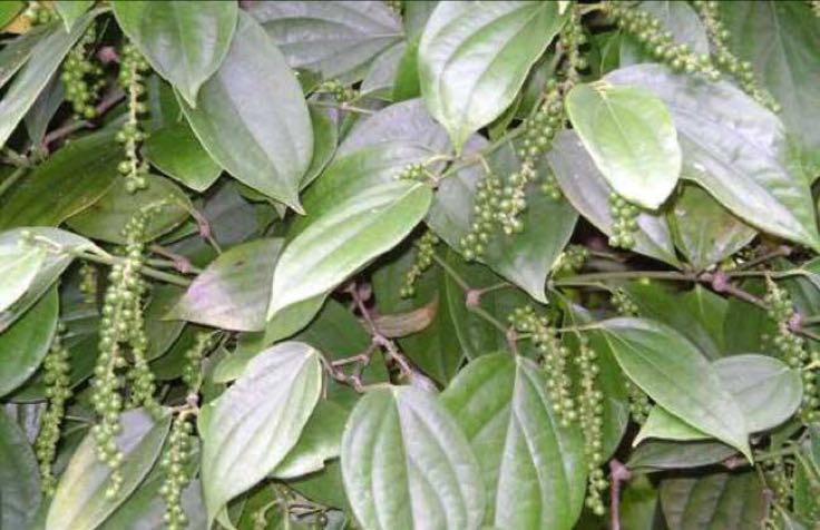 白胡椒植物与果实特写