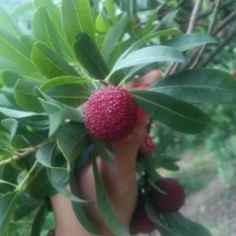 仙居杨梅3~4cm
