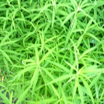 芦篙