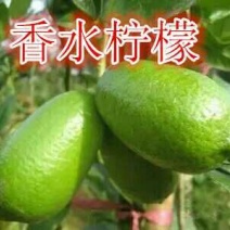 香水柠檬树苗50~80cm两年嫁接苗种植包邮