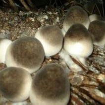 草菇4cm以上