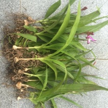 紫色三叉白芨种芽药典品种