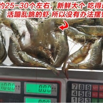 基围虾食用活虾