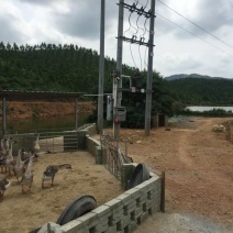 狮头鹅苗