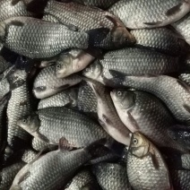 方正银鲫垂钓