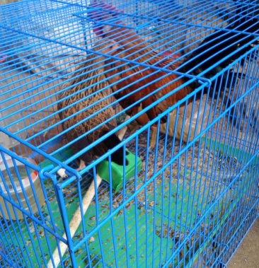 [肉鸡苗批发]茶花鸡苗 茶花鸡价格120.00元/只 - 一亩田